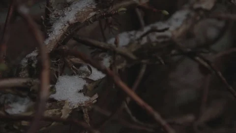 Cinestyle - some snow on a branch with camera move Video stock 71246767