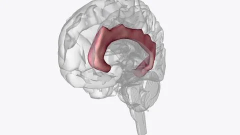 The cingulate gyrus commences below the rostrum of the corpus callosum Stock Illustration