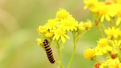 Cinnabar Moth Caterpillar. Scientific name, Tyria jacobaeae. Stock-Footage 193993874
