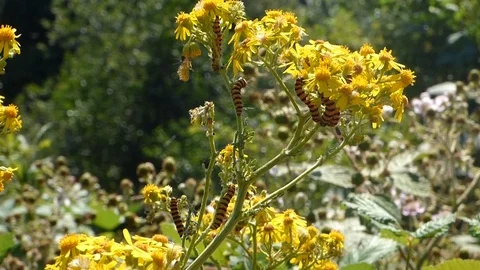 Cinnabar moth caterpillars 00007 Stock Footage 91871030