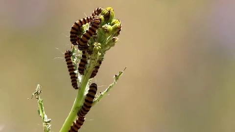 Cinnabar Moth Caterpillars Video stock 125641435