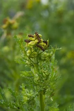 Cinnabar Moth caterpillars Foto stock