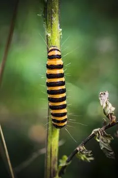 Cinnabar moth clinging to thick stem in chalk grasslands Stock Photos