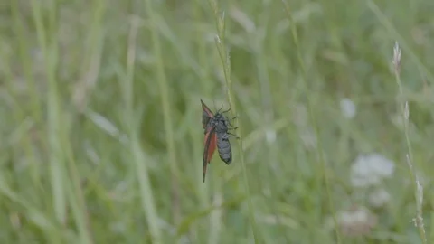 Cinnabar Moth Perched on Long Blade of Grass Vídeos de archivo 81143571