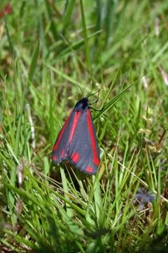 Cinnabar moth Foto stock