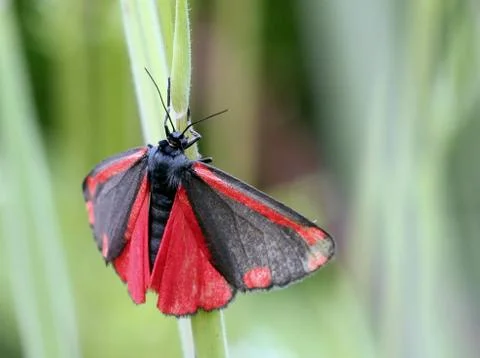 Cinnabar Moth Fotos Stock