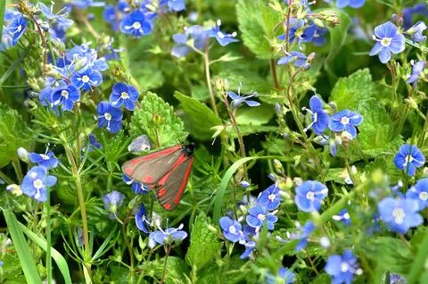 Cinnabar moth Stock Photos