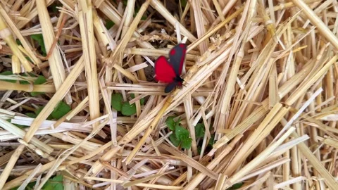 Cinnabar Moth Resting on Dry Straw Bed Stock Footage 342340528