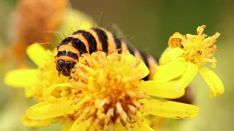 Cinnabar Moth. Scientific name, Tyria jacobaeae. Stock-Footage 193994011