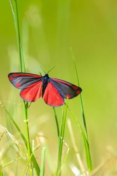 Cinnabar moth, Tyria jacobaeae, resting Stock Photos