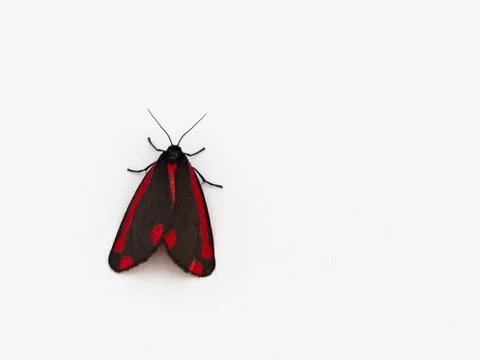 Cinnabar moth on a white background. Copy space. Stock-Fotos
