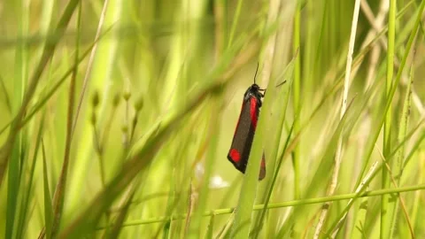 Cinnabar Moth on the Wild Flowers Stock Footage 306853485