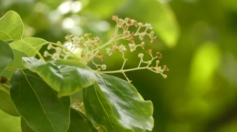 Cinnamomum camphora (camphor tree) Stock Footage 66287604