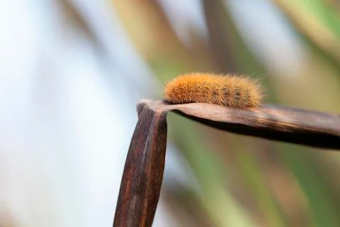 Cinnamon bear - caterpillar 库存照片