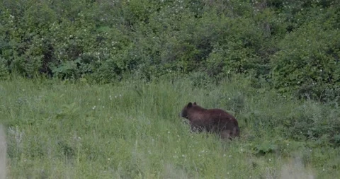 Cinnamon Bear Stock Footage 138176431