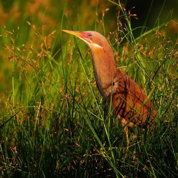 Cinnamon Bittern Bird Stock Photos