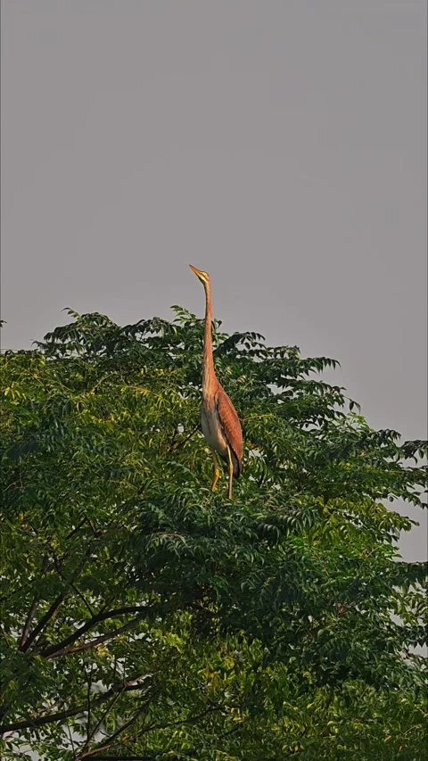 Cinnamon bittern in on-guard camouflage pose on tree top Stockbeeldmateriaal 330914457