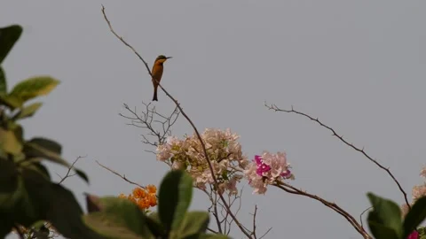 Cinnamon-chested bee-eater perched on branch above bougainvillea looking around Video stock 208940391