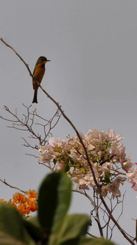 Cinnamon-chested bee-eater perched on branch above bougainvillea looking around Stock Footage 230690389