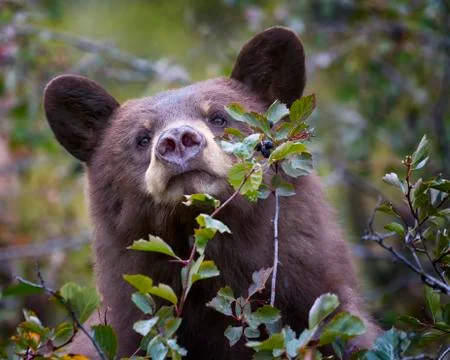 Cinnamon-colored black bear Foto stock