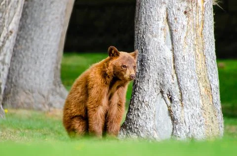 Cinnamon Colored Brown Bear Cub Stock Photos