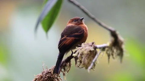 Cinnamon Flycatcher sit on small branch with birds singing in cloud forest Stock Footage 296668669