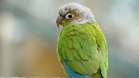 Cinnamon Green-cheeked Conure or Parakeet (Pyrrhura molinae) perched - Video stock 223501257