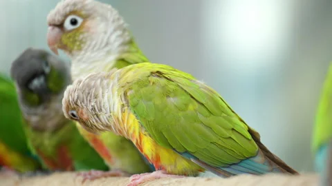 Cinnamon Green-cheeked Conures or Parakeet (Pyrrhura molinae) Birds 库存影片 223502120