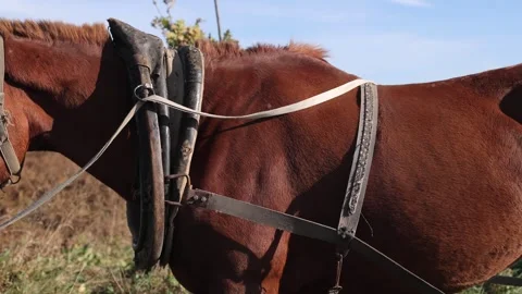 Cinnamon horse eats grass. A big horse in the field. A beautiful country horse Stock Footage 254428542
