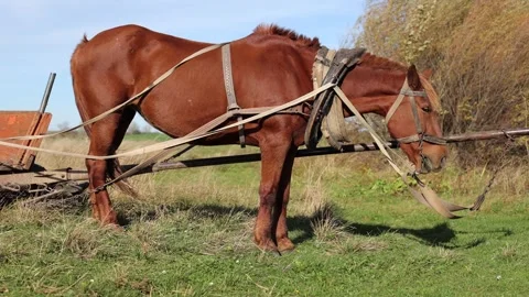 Cinnamon horse eats grass. A big horse in the field. A beautiful country horse Stock Footage 254428552