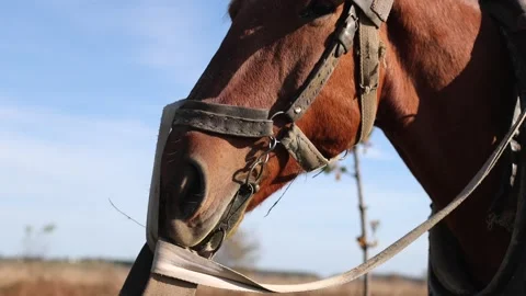 Cinnamon horse eats grass. A big horse in the field. A beautiful country horse Stock Footage 254428554