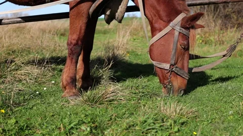 Cinnamon horse eats grass. A big horse in the field. A beautiful country horse Stock Footage 254428576