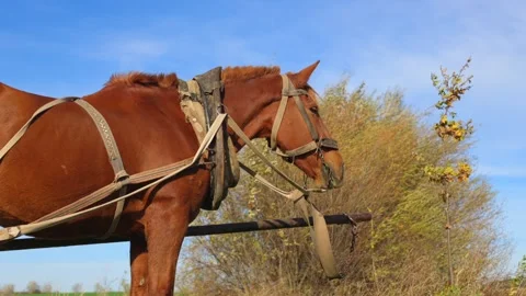 Cinnamon horse eats grass. A big horse in the field. A beautiful country horse Stock Footage 254428597