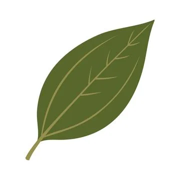 Cinnamon Leaf Illustration Vector Template Stock Illustration