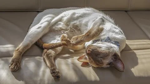 Cinnamon point siamese cat lying upside down in the sun Stock Photos