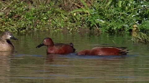 Cinnamon Teal 1 Stock Footage 8550249