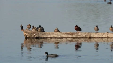 Cinnamon Teal ducks sitting on a log Stock Footage 133460481