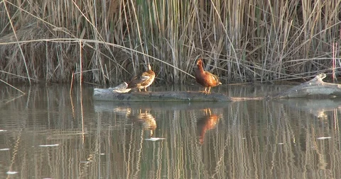 Cinnamon Teal Stock Footage 106145224