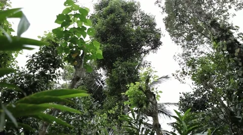 Cinnamon Tree Stock Footage 54376819