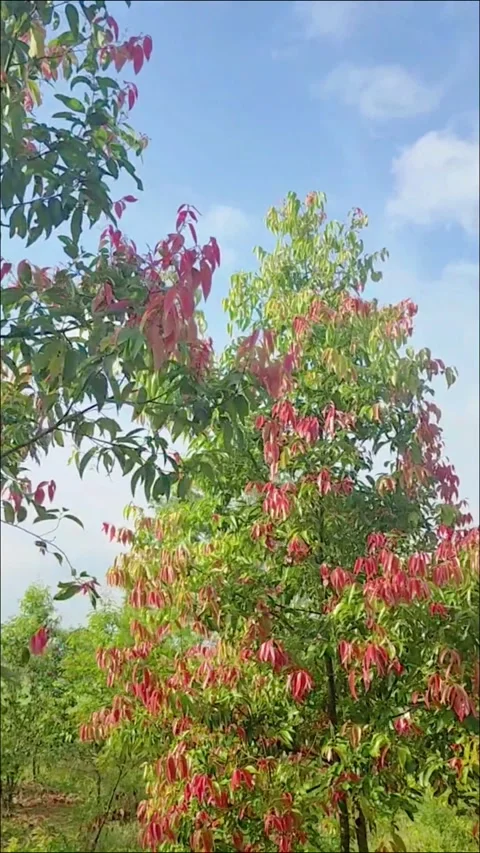 Cinnamon tree grows in the mountains in the shot with gentle movement Stock Footage 327775526