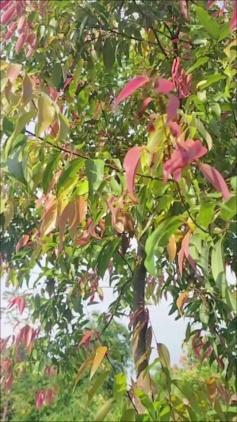 Cinnamon tree grows in the mountains in the shot with gentle movement Stock Footage 327775528