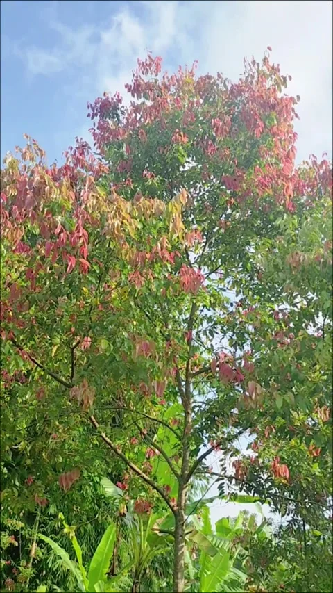Cinnamon tree grows in the mountains in the shot with gentle movement Stock Footage 327775540