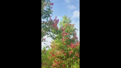 Cinnamon tree grows in the mountains in the shot with gentle movement Stock Footage 327781465