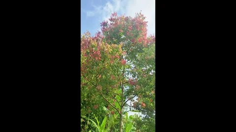 Cinnamon tree grows in the mountains in the shot with gentle movement Stock Footage 327781488