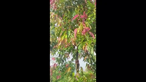 Cinnamon tree grows in the mountains in the shot with gentle movement Stock Footage 327781512