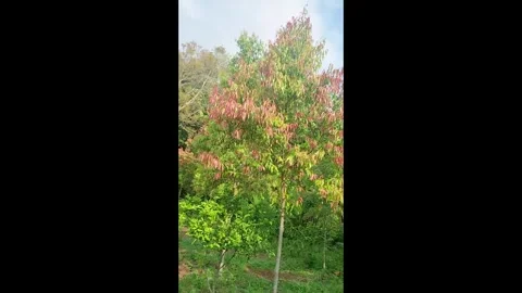 Cinnamon tree grows in the mountains in the shot with gentle movement Stock Footage 327781641