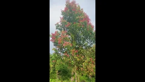 Cinnamon tree grows in the mountains in the shot with gentle movement Stock Footage 327781734