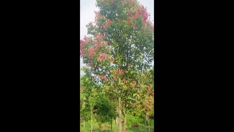 Cinnamon tree grows in the mountains in the shot with gentle movement Stock Footage 327781755