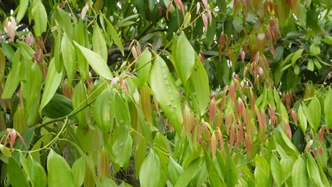 Cinnamon Tree with Leaves Stock Footage 333918171