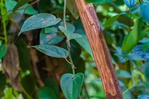 Cinnamon tree trunk with bark cut in the tropical forest, Zanzibar, Tanzania Stock Photos